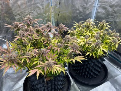 0F6F17FA-D8A6-41C0-B97F-AD9C47087AA4.jpeg 0F6F17FA-D8A6-41C0-B97F-AD9C47087AA4.jpeg