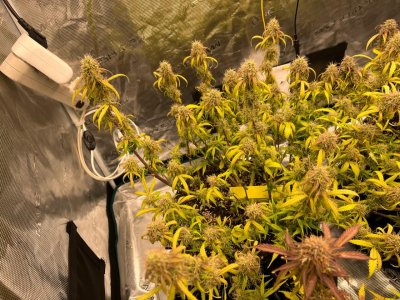 8F0EE7F9-7A67-4726-9689-A0B22815632B.jpeg 8F0EE7F9-7A67-4726-9689-A0B22815632B.jpeg