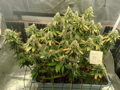 IMG_20230626_211040.jpg IMG_20230626_211040.jpg