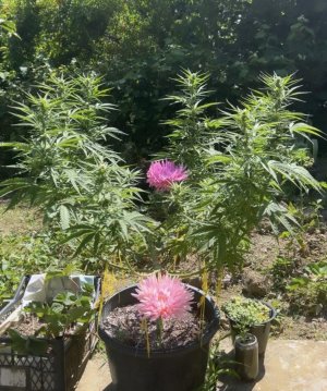 06B8D400-AD93-4059-8463-F06E42E060D8.jpeg 06B8D400-AD93-4059-8463-F06E42E060D8.jpeg