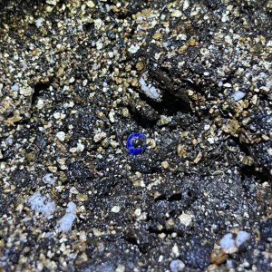 811DC240-1E4E-4D00-9268-A3FAF518E310.jpeg 811DC240-1E4E-4D00-9268-A3FAF518E310.jpeg