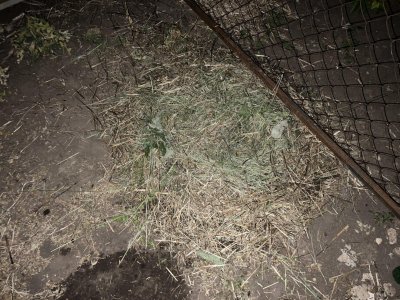 29CCF60E-10B3-4097-AA6D-7ED59648532B.jpeg 29CCF60E-10B3-4097-AA6D-7ED59648532B.jpeg