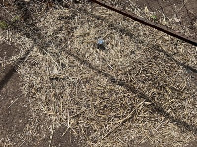 8DB56B75-38E5-4CB2-B366-3169F9F301A6.jpeg 8DB56B75-38E5-4CB2-B366-3169F9F301A6.jpeg