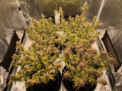 341A3E61-E66A-45B8-8957-29FDF3686E58.jpeg 341A3E61-E66A-45B8-8957-29FDF3686E58.jpeg