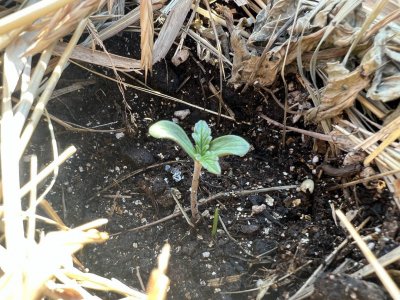 C403FDCA-E1F5-4205-BEFB-619B2F021C39.jpeg C403FDCA-E1F5-4205-BEFB-619B2F021C39.jpeg