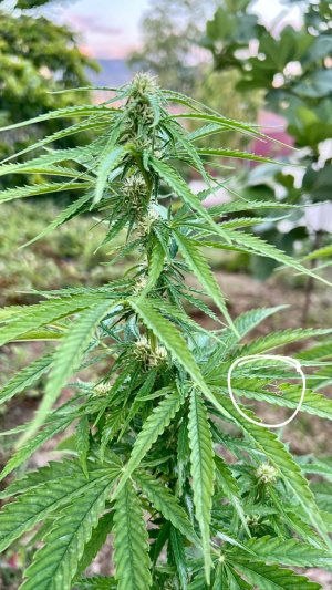 6FFCFF03-D851-41A0-9C5C-BC3F2F8BE7D1.jpeg 6FFCFF03-D851-41A0-9C5C-BC3F2F8BE7D1.jpeg