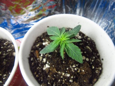 скорее всего веддинг.jpg