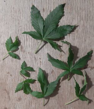 20230628_193516.jpg 20230628_193516.jpg