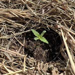 8A37C561-7B57-4C5D-84A6-4B890DC25B23.jpeg 8A37C561-7B57-4C5D-84A6-4B890DC25B23.jpeg