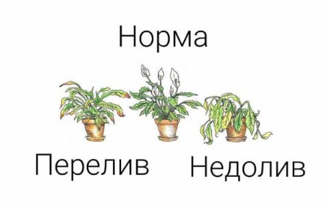 IMG_20230629_171601_152.jpg IMG_20230629_171601_152.jpg