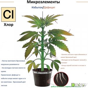 IMG_20230629_171436_573.jpg IMG_20230629_171436_573.jpg