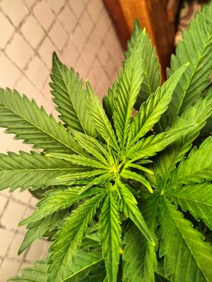 image-2023-07-03 05_04_18.jpg