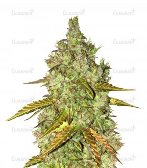 Dos-vi-dos-auto.jpg Dos-vi-dos-auto.jpg