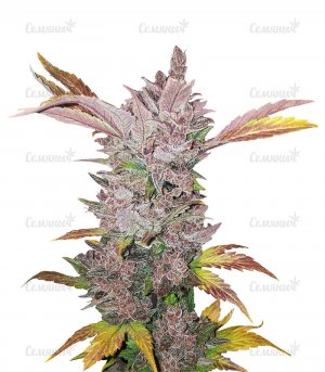 LSD-Auto.jpg LSD-Auto.jpg