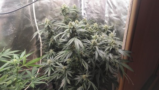 2023-07-04-19-01-34-290.jpg 2023-07-04-19-01-34-290.jpg