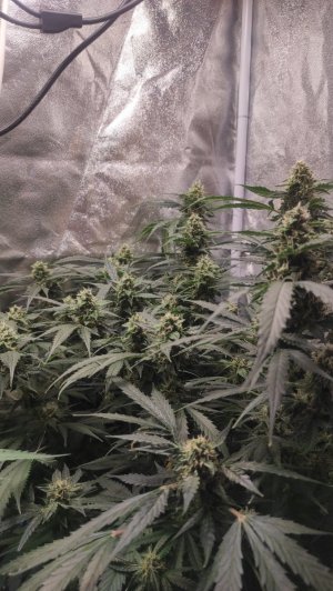 2023-07-03-15-54-03-342.jpg 2023-07-03-15-54-03-342.jpg