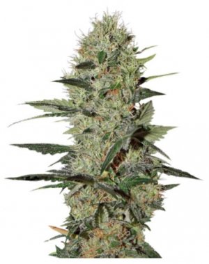 exodus cheese.jpg exodus cheese.jpg