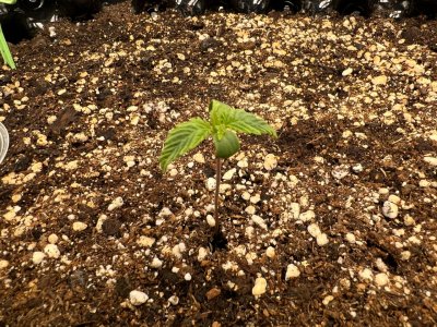 B9303C7B-CF2C-4FA2-97E9-DD57C81010BF.jpeg B9303C7B-CF2C-4FA2-97E9-DD57C81010BF.jpeg