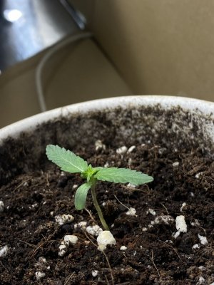 IMG_9531.jpeg IMG_9531.jpeg