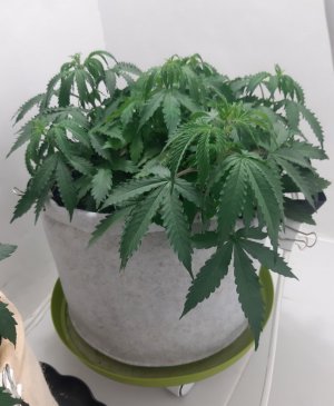 20230710_183405.jpg 20230710_183405.jpg