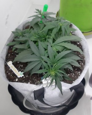 20230711_195932.jpg 20230711_195932.jpg