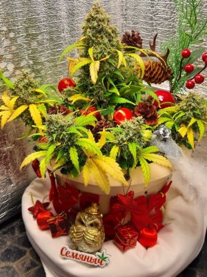 20211224_205411.jpg 20211224_205411.jpg