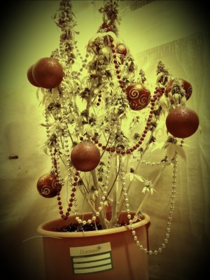 20211230_033227.jpg 20211230_033227.jpg