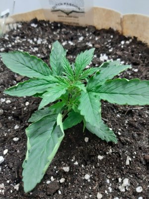 20230713_193654.jpg 20230713_193654.jpg