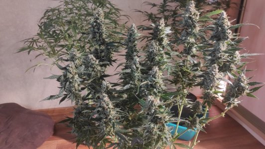 2023-07-16-12-30-01-674.jpg 2023-07-16-12-30-01-674.jpg