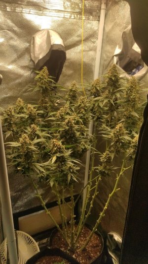 2023-07-17-09-26-38-354.jpg 2023-07-17-09-26-38-354.jpg