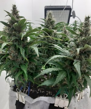 20230717_194942.jpg 20230717_194942.jpg