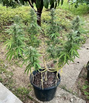 405AE4BB-61A6-49F3-9E07-E924290B32E6.jpeg 405AE4BB-61A6-49F3-9E07-E924290B32E6.jpeg