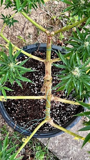 65D2E5A2-82AC-420F-A3CD-5D0393882CF0.jpeg 65D2E5A2-82AC-420F-A3CD-5D0393882CF0.jpeg