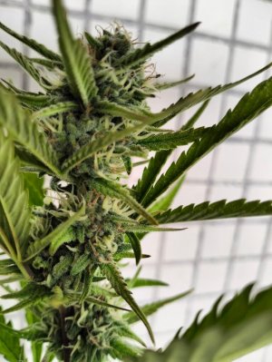 1689935146655.jpeg 1689935146655.jpeg