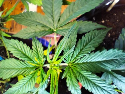 image-2023-07-25 10_31_41 (1).jpg