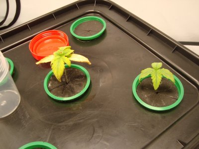 DSC00459.JPG DSC00459.JPG