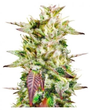 caramelo early version.jpg caramelo early version.jpg