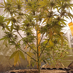 1691219261061.png 1691219261061.png