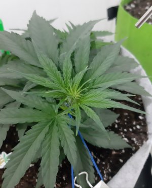 20230809_174210.jpg 20230809_174210.jpg