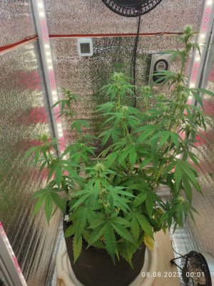 IMG_20230808_000115.jpg IMG_20230808_000115.jpg