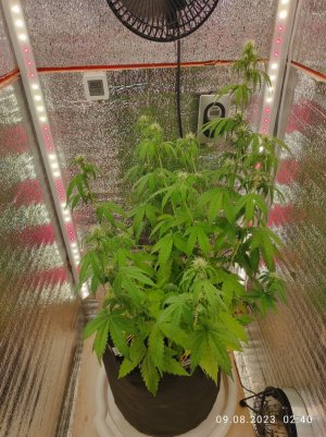 IMG_20230809_024025.jpg IMG_20230809_024025.jpg