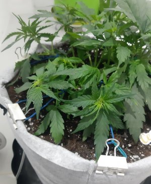 20230810_192009.jpg 20230810_192009.jpg