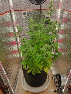 IMG_20230811_001200.jpg IMG_20230811_001200.jpg