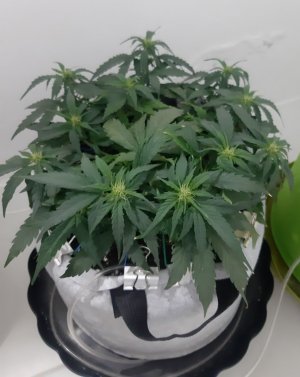 20230812_200726.jpg 20230812_200726.jpg