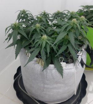 20230812_201531.jpg 20230812_201531.jpg