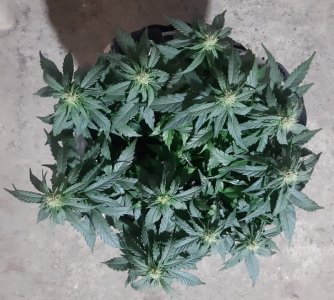 20230812_201715.jpg 20230812_201715.jpg