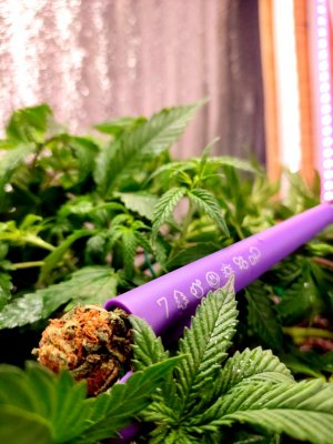 Picsart_23-08-13_17-45-27-625.jpg Picsart_23-08-13_17-45-27-625.jpg