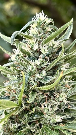 IMG_3474.jpeg IMG_3474.jpeg