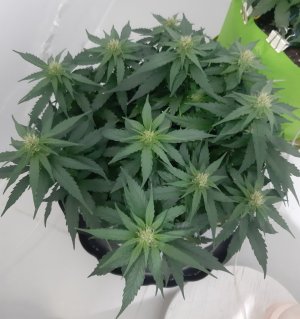 20230813_145025.jpg 20230813_145025.jpg