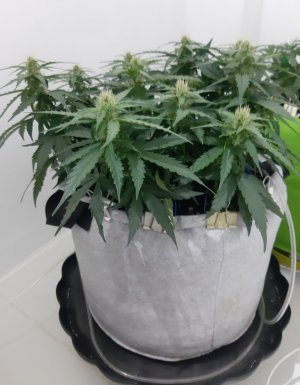 20230813_144911.jpg 20230813_144911.jpg